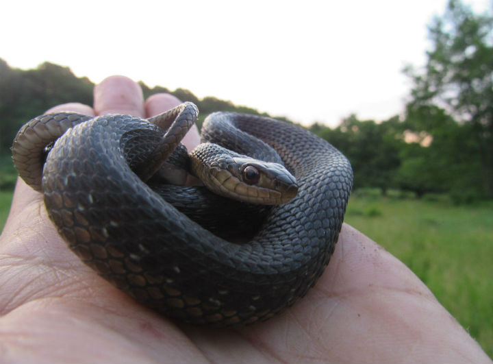 Eastern Garter Snake